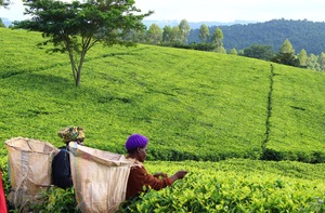 satemwa-tea-picking-women-malawi